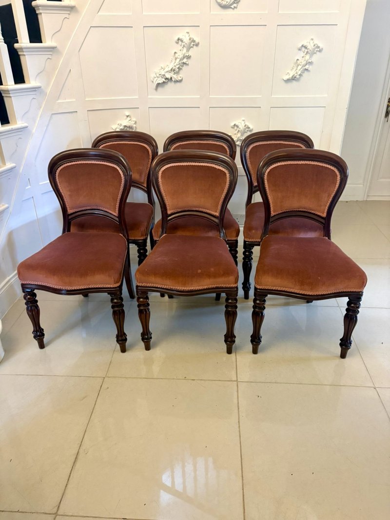 Antique Victorian Set of 6 Mahogany Dining Chairs with Tulip Legs
